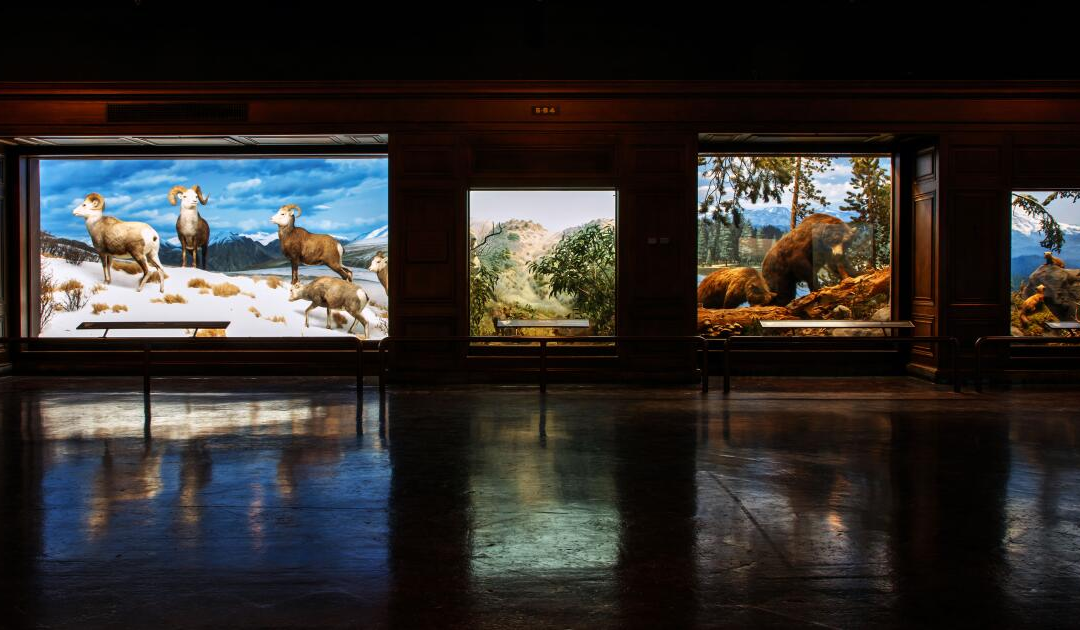 Dioramas of walruses and coyotes are stuffed with things to think about